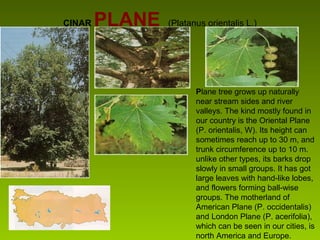 ÇINAR PLANE (Platanus orientalis L.)
Plane tree grows up naturally
near stream sides and river
valleys. The kind mostly found in
our country is the Oriental Plane
(P. orientalis, W). Its height can
sometimes reach up to 30 m, and
trunk circumference up to 10 m.
unlike other types, its barks drop
slowly in small groups. It has got
large leaves with hand-like lobes,
and flowers forming ball-wise
groups. The motherland of
American Plane (P. occidentalis)
and London Plane (P. acerifolia),
which can be seen in our cities, is
north America and Europe.
 