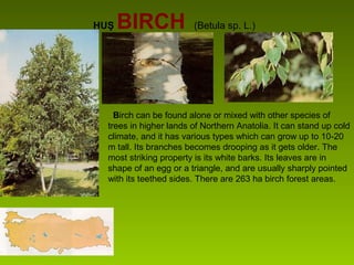 HUŞ BIRCH (Betula sp. L.)
Birch can be found alone or mixed with other species of
trees in higher lands of Northern Anatolia. It can stand up cold
climate, and it has various types which can grow up to 10-20
m tall. Its branches becomes drooping as it gets older. The
most striking property is its white barks. Its leaves are in
shape of an egg or a triangle, and are usually sharply pointed
with its teethed sides. There are 263 ha birch forest areas.
 