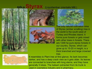 SIĞLA Styrax (Liquidambar orientalis Mill.)
The only natural cultivation area
of Styrax (amber smelling) tree in
the world is the south-west of
Turkey and Rhodes island. It
forms pure forests or gets mixed
with other trees in forests. There
are 1348 ha pure styrax forests in
our country. Styrax, which can
grow up to 15-20 m height, is a
thick branched and large crowned
tree.
It resembles to Plant tree at first glance. Its bark becomes
darker, and has a deep crack view as it gets older. Its leaves
are connected to branches with long stems, and they have
generally 5 lobes. The balsam extracted from its trunk is
used in cosmetics industry and in pharmacy.
 