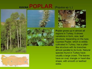 KAVAK POPLAR (Populus sp. L.)
Poplar grows up in almost all
regions in Turkey. It shows
variations in form, size, leaf
structure, depending on the type.
Cypress Poplar, which is widely
cultivated in Turkey, has a pillar-
like structure with its branches
almost parallel to its trunk. Natural
species found in Turkey have
usually a large crown. The leaves
have an oval, triangle or heart-like
shape, with smooth or teethed
sides.
 