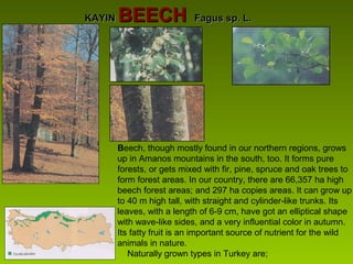 KAYINKAYIN BEECHBEECH Fagus sp. L.Fagus sp. L.
Beech, though mostly found in our northern regions, grows
up in Amanos mountains in the south, too. It forms pure
forests, or gets mixed with fir, pine, spruce and oak trees to
form forest areas. In our country, there are 66,357 ha high
beech forest areas; and 297 ha copies areas. It can grow up
to 40 m high tall, with straight and cylinder-like trunks. Its
leaves, with a length of 6-9 cm, have got an elliptical shape
with wave-like sides, and a very influential color in autumn.
Its fatty fruit is an important source of nutrient for the wild
animals in nature.
Naturally grown types in Turkey are;
 