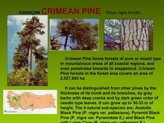 KARAÇAM CRIMEAN PINE Pinus nigra Arnold.
Crimean Pine forms forests of pure or mixed type
in mountainous areas of all coastal regions, and
even penetrates towards to steppeland. Crimean
Pine forests in the forest area covers an area of
2,527,685 ha.
It can be distinguished from other pines by the
thickness of its trunk and its branches, by gray
barks with deep cracks and by dark green color of
needle type leaves. It can grow up to 30-35 m of
height. The 4 natural sub-species are; Anatolia
Black Pine (P. nigra var. pallasiana), Pyramid Black
Pine (P. nigra var. Pyramidata E,) and Black Pine
 