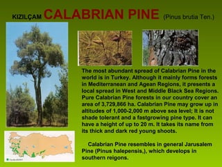 KIZILÇAM CALABRIAN PINE (Pinus brutia Ten.)
The most abundant spread of Calabrian Pine in the
world is in Turkey. Although it mainly forms forests
in Mediterranean and Agean Regions, it presents a
local spread in West and Middle Black Sea Regions.
Pure Calabrian Pine forests in our country cover an
area of 3,729,866 ha. Calabrian Pine may grow up in
altitudes of 1,000-2,000 m above sea level; It is not
shade tolerant and a fastgrowing pine type. It can
have a height of up to 20 m. It takes its name from
its thick and dark red young shoots.
Calabrian Pine resembles in general Jarusalem
Pine (Pinus halepensis,), which develops in
southern reigons.
 