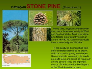 FISTIKÇAMI STONE PINE (Pinus pinea L.)
Stone pine, a typical Mediterranean
tree, forms forests especially in West
and South Anatolia. Total pure stone
pine forests in our country cover an
area of 46,490 ha. Mature individuals
have a trunk height of 15-20 m.
It can easily be distinguished from
other coniferous family by its crown,
which is round in young and shapes
like an umbrella in maturity. Its seeds
are quite large and called as "pine nut"
among people. They are important
source of the income for the villagers
of the West Anatolian shores.
 