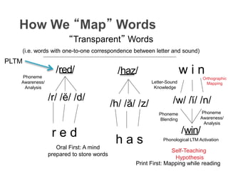 r e d
h a s
“Transparent” Words
(i.e. words with one-to-one correspondence between letter and sound)
Oral First: A mind
prepared to store words
Print First: Mapping while reading
w i n
/w/ /ĭ/ /n/
Phoneme
Awareness/
Analysis
/r/ /ĕ/ /d/
/h/ /ă/ /z/
PLTM
/red/ /haz/
Phoneme
Blending
Phoneme
Awareness/
Analysis
Orthographic
Mapping
Self-Teaching
Hypothesis
/win/
Phonological LTM Activation
Letter-Sound
Knowledge
 