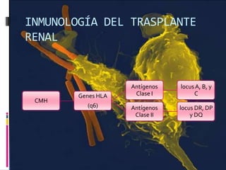 INMUNOLOGÍA DEL TRASPLANTE
RENAL

CMH

Genes HLA
(q6)

Antígenos
Clase I

locus A, B, y
C

Antígenos
Clase II

locus DR, DP
y DQ

 
