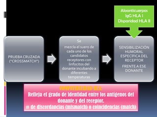 Aloanticuerpos
IgG HLA I
Disparidad HLA II

Se

PRUEBA CRUZADA
(“CROSSMATCH”)

mezcla el suero de
cada uno de los
candidatos
receptores con
linfocitos del
donante incubando a
diferentes
temperaturas

SENSIBILIZACIÓN
HUMORAL
ESPECÍFICA DEL
RECEPTOR
FRENTE A ESE
DONANTE

COMPATIBILIDAD HLA:
Refleja el grado de identidad entre los antígenos del
donante y del receptor.
# de discordancias (mismatch) o coincidencias (match)

 