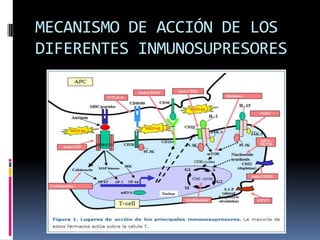 MECANISMO DE ACCIÓN DE LOS
DIFERENTES INMUNOSUPRESORES

 