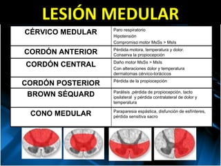 LESIÓN MEDULAR CÉRVICO MEDULAR Paro respiratorio Hipotensión  Compromiso motor MsSs > MsIs CORDÓN ANTERIOR Pérdida motora, temperatura y dolor.  Conserva la propiocepción CORDÓN CENTRAL Daño motor MsSs > MsIs Con alteraciones dolor y temperatura  dermatomas cérvico-torácicos CORDÓN POSTERIOR Pérdida de la propiocepción BROWN SÉQUARD Parálisis ,pérdida de propiocepción, tacto ipsilateral  y pérdida contralateral de dolor y temperatura CONO MEDULAR Paraparesia espástica, disfunción de esfínteres, pérdida sensitiva sacro 