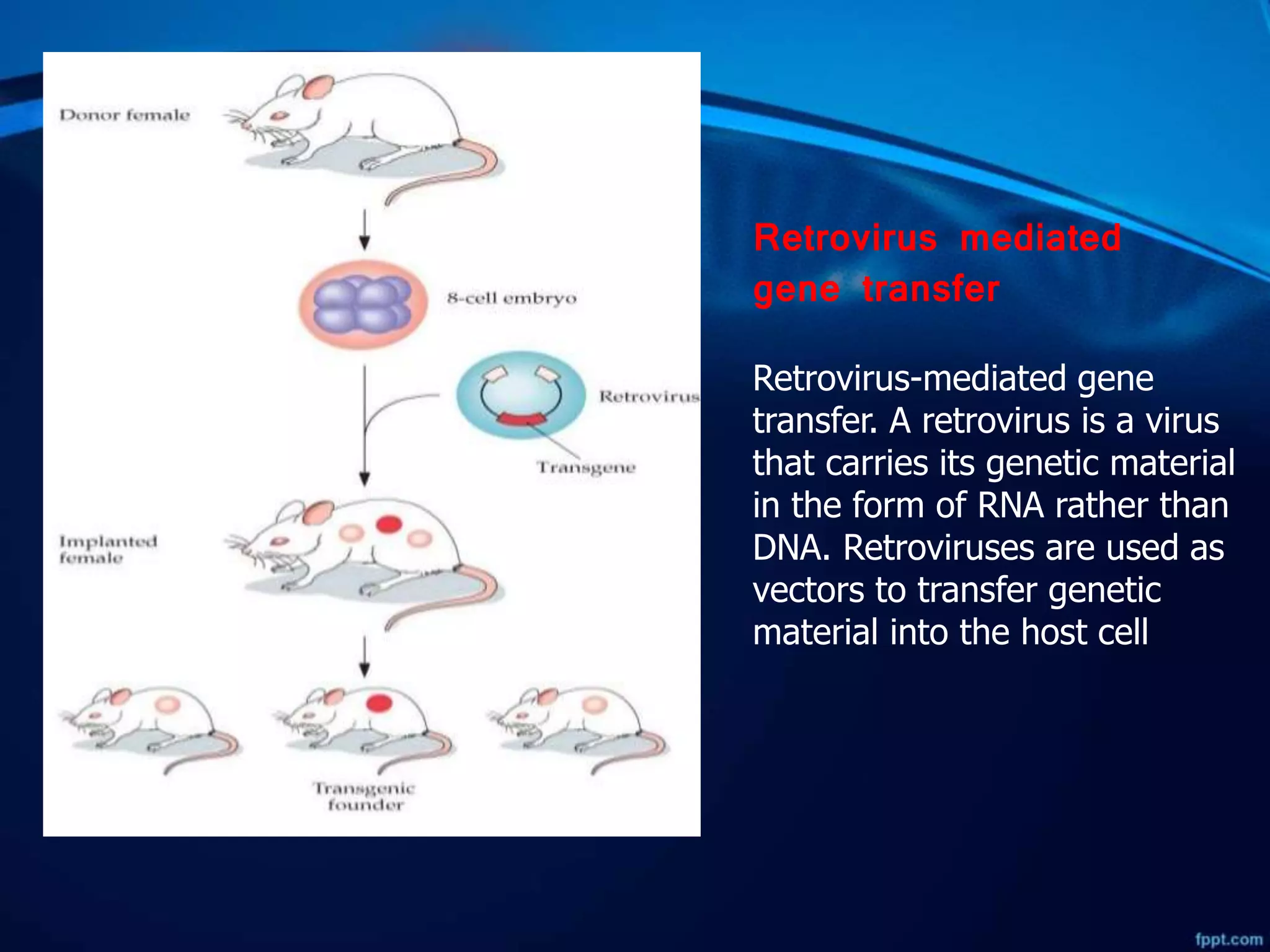 TRANSGENIC MICE | PPT