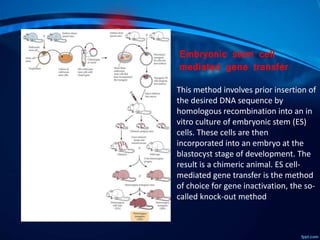 Embryonic stem cell
mediated gene transfer
This method involves prior insertion of
the desired DNA sequence by
homologous recombination into an in
vitro culture of embryonic stem (ES)
cells. These cells are then
incorporated into an embryo at the
blastocyst stage of development. The
result is a chimeric animal. ES cell-
mediated gene transfer is the method
of choice for gene inactivation, the so-
called knock-out method
 