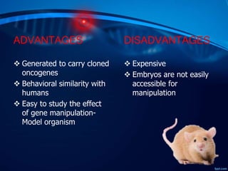 ADVANTAGES
 Generated to carry cloned
oncogenes
 Behavioral similarity with
humans
 Easy to study the effect
of gene manipulation-
Model organism
DISADVANTAGES
 Expensive
 Embryos are not easily
accessible for
manipulation
 