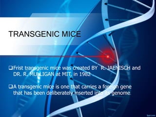 TRANSGENIC MICE
Frist transgenic mice was created BY R. JAENISCH and
DR. R. MULLIGAN at MIT, in 1982
A transgenic mice is one that carries a foreign gene
that has been deliberately inserted into its genome.
 