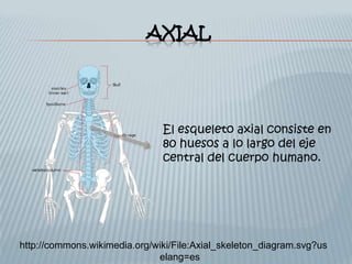 Sentido Axial Términos Anatómicos | PPTX