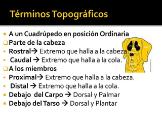  A un Cuadrúpedo en posición Ordinaria
 Parte de la cabeza
 Rostral Extremo que halla a la cabeza.
 Caudal  Extremo que halla a la cola.
 A los miembros
 Proximal Extremo que halla a la cabeza.
 Distal  Extremo que halla a la cola.
 Debajo del Carpo  Dorsal y Palmar
 Debajo del Tarso  Dorsal y Plantar
 
