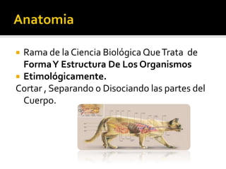  Rama de la Ciencia Biológica Que Trata de
  Forma Y Estructura De Los Organismos
 Etimológicamente.
Cortar , Separando o Disociando las partes del
  Cuerpo.
 