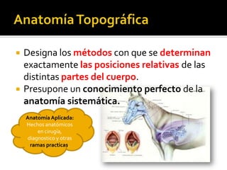    Designa los métodos con que se determinan
    exactamente las posiciones relativas de las
    distintas partes del cuerpo.
   Presupone un conocimiento perfecto de la
    anatomía sistemática.
    Anatomía Aplicada:
    Hechos anatómicos
         en cirugía,
     diagnostico y otras
      ramas practicas.
 