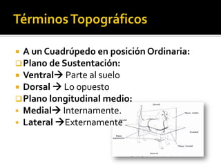  A un Cuadrúpedo en posición Ordinaria:
 Plano de Sustentación:
 Ventral Parte al suelo
 Dorsal  Lo opuesto
 Plano longitudinal medio:
 Medial Internamente.
 Lateral Externamente
 