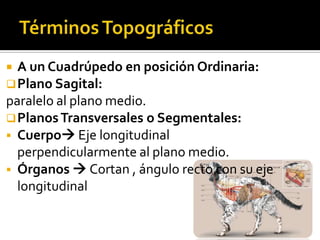  A un Cuadrúpedo en posición Ordinaria:
 Plano Sagital:
paralelo al plano medio.
 Planos Transversales o Segmentales:
 Cuerpo Eje longitudinal
  perpendicularmente al plano medio.
 Órganos  Cortan , ángulo recto con su eje
  longitudinal
 