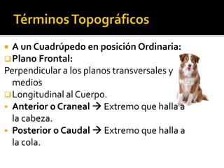  A un Cuadrúpedo en posición Ordinaria:
 Plano Frontal:
Perpendicular a los planos transversales y
  medios
 Longitudinal al Cuerpo.
 Anterior o Craneal  Extremo que halla a
  la cabeza.
 Posterior o Caudal  Extremo que halla a
  la cola.
 