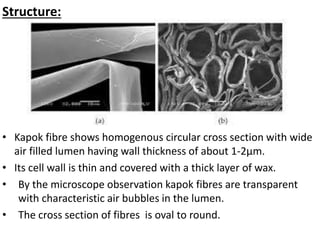 Structure:
• Kapok fibre shows homogenous circular cross section with wide
air filled lumen having wall thickness of about 1-2µm.
• Its cell wall is thin and covered with a thick layer of wax.
• By the microscope observation kapok fibres are transparent
with characteristic air bubbles in the lumen.
• The cross section of fibres is oval to round.
 