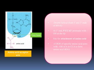 Amino acid acceptor
arm
• Double helical (both 5’ and 3’ ends
of tRNA)
• At 3’ end, 5’CCA3’ protrudes with –
OH at the tip
• Site for attachment of amino acid
• -COOH of specific amino acid joins
with –OH of A in CCA to form
amino acyl tRNA
Ester bond
 
