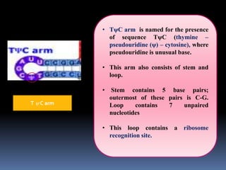 T y C arm
• TψC arm is named for the presence
of sequence TψC (thymine –
pseudouridine (ψ) – cytosine), where
pseudouridine is unusual base.
• This arm also consists of stem and
loop.
• Stem contains 5 base pairs;
outermost of these pairs is C-G.
Loop contains 7 unpaired
nucleotides
• This loop contains a ribosome
recognition site.
 