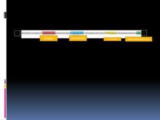 5’ 3’
Amino acid acceptor armT y C armD arm Anticodon loop
 