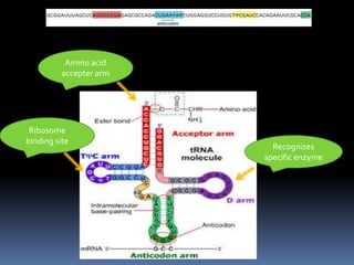 Recognizes
specific enzyme
Amino acid
accepter arm
Ribosome
binding site
 