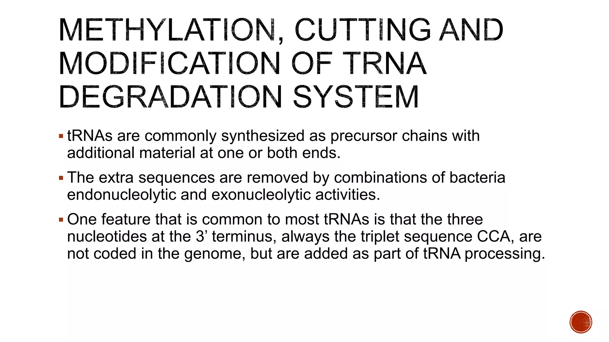  tRNAs are commonly synthesized as precursor chains with
additional material at one or both ends.
 The extra sequences are removed by combinations of bacteria
endonucleolytic and exonucleolytic activities.
 One feature that is common to most tRNAs is that the three
nucleotides at the 3’ terminus, always the triplet sequence CCA, are
not coded in the genome, but are added as part of tRNA processing.
 