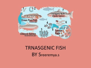 TRNASGENIC FISH
BY Sreeremya.s
 