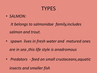 TYPES
• SALMON:
It belongs to salmonidae family,includes
salmon and trout.
• spawn lives in fresh water and matured ones
are in sea ,this life style is anadromous
• Predators - feed on small crustaceans,aquatic
insects and smaller fish