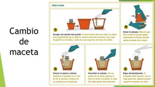 Cambio
de
maceta
 