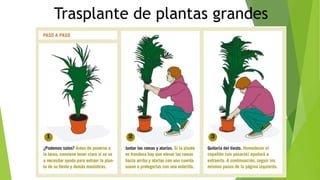 Trasplante de plantas grandes
 
