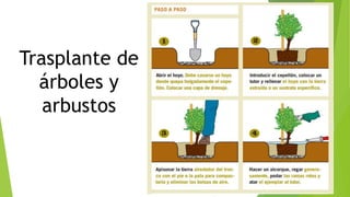 Trasplante de
árboles y
arbustos
 
