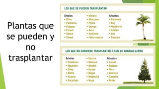 Plantas que
se pueden y
no
trasplantar
 