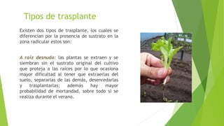 Tipos de trasplante
Existen dos tipos de trasplante, los cuales se
diferencian por la presencia de sustrato en la
zona radicular estos son:
A raíz desnuda: las plantas se extraen y se
siembran sin el sustrato original del cultivo
que proteja a las raíces por lo que ocasiona
mayor dificultad al tener que extraerlas del
suelo, separarlas de las demás, desenredarlas
y trasplantarlas; además hay mayor
probabilidad de mortandad, sobre todo si se
realiza durante el verano.
 