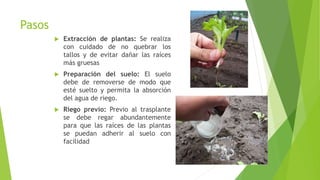 Pasos
 Extracción de plantas: Se realiza
con cuidado de no quebrar los
tallos y de evitar dañar las raíces
más gruesas
 Preparación del suelo: El suelo
debe de removerse de modo que
esté suelto y permita la absorción
del agua de riego.
 Riego previo: Previo al trasplante
se debe regar abundantemente
para que las raíces de las plantas
se puedan adherir al suelo con
facilidad
 