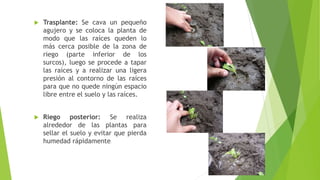  Trasplante: Se cava un pequeño
agujero y se coloca la planta de
modo que las raíces queden lo
más cerca posible de la zona de
riego (parte inferior de los
surcos), luego se procede a tapar
las raíces y a realizar una ligera
presión al contorno de las raíces
para que no quede ningún espacio
libre entre el suelo y las raíces.
 Riego posterior: Se realiza
alrededor de las plantas para
sellar el suelo y evitar que pierda
humedad rápidamente.
 