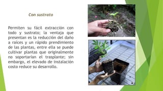 Con sustrato
Permiten su fácil extracción con
todo y sustrato; la ventaja que
presentan es la reducción del daño
a raíces y un rápido prendimiento
de las plantas, entre ella se puede
cultivar plantas que originalmente
no soportarían el trasplante; sin
embargo, el elevado de instalación
costo reduce su desarrollo.
 