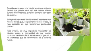 Cuando compramos una planta a menudo solemos
pensar que puede estar en esa misma maceta
durante mucho tiempo, e incluso siempre, pero esto,
es un error.
Si dejamos que esté en ese mismo recipiente más
meses de los que, seguramente ya ha estado, lo
más probable es que terminemos perdiéndola
pronto.
Para evitarlo, es muy importante trasplantar las
plantas, darles la oportunidad de que puedan
continuar creciendo de la forma correcta gracias a
los nutrientes que se encontrarán en el sustrato
nuevo.
 