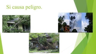Si causa peligro.
 