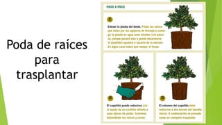 Poda de raíces
para
trasplantar
 