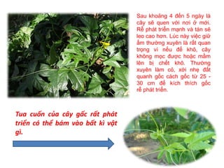 Sau khoảng 4 đến 5 ngày là
cây sẽ quen với nơi ở mới.
Rễ phát triển mạnh và tán sẽ
leo cao hơn. Lúc này việc giữ
ẩm thường xuyên là rất quan
trọng vì nếu để khô, cây
không mọc được hoặc mầm
lên bị chết khô. Thường
xuyên làm cỏ, xới nhẹ đất
quanh gốc cách gốc từ 25 -
30 cm để kích thích gốc
rễ phát triển.
Tua cuốn của cây gấc rất phát
triển có thể bám vào bất kì vật
gì.
 