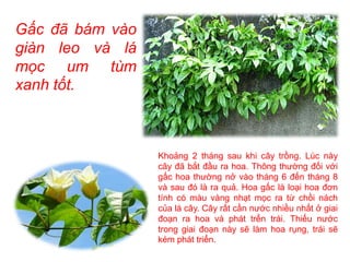 Gấc đã bám vào
giàn leo và lá
mọc um tùm
xanh tốt.
Khoảng 2 tháng sau khi cây trồng. Lúc này
cây đã bắt đầu ra hoa. Thông thường đối với
gấc hoa thường nở vào tháng 6 đến tháng 8
và sau đó là ra quả. Hoa gấc là loại hoa đơn
tính có màu vàng nhạt mọc ra từ chồi nách
của lá cây. Cây rất cần nước nhiều nhất ở giai
đoạn ra hoa và phát trển trái. Thiếu nước
trong giai đoạn này sẽ làm hoa rụng, trái sẽ
kém phát triển.
 