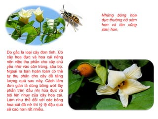 Những bông hoa
đực thường nở sớm
hơn và tàn cũng
sớm hơn.
Do gấc là loại cây đơn tính, Có
cây hoa đực và hoa cái riêng
nên việc thụ phấn cho cây chủ
yếu nhờ vào côn trùng, sâu bọ.
Ngoài ra bạn hoàn toàn có thể
tự thụ phấn cho cây để tăng
lượng quả sau này. Cách làm
đơn giản là dùng bông ướt lấy
phấn trên đầu nhị hoa đực và
bôi lên nhụy của cây hoa cái.
Làm như thế đối với các bông
hoa cái đã nở thì tỷ lệ đậu quả
sẽ cao hơn rất nhiều.
 