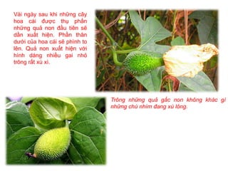 Vài ngày sau khi những cây
hoa cái được thụ phấn
những quả non đầu tiên sẽ
dần xuất hiện. Phần thân
dưới của hoa cái sẽ phình to
lên. Quả non xuất hiện với
hình dáng nhiều gai nhỏ
trông rất xù xì.
Trông những quả gấc non không khác gì
những chú nhím đang xù lông.
 