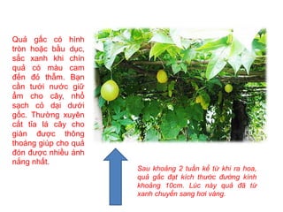 Quả gấc có hình
tròn hoặc bầu dục,
sắc xanh khi chín
quả có màu cam
đến đỏ thẫm. Bạn
cần tưới nước giữ
ẩm cho cây, nhổ
sạch cỏ dại dưới
gốc. Thường xuyên
cắt tỉa lá cây cho
giàn được thông
thoáng giúp cho quả
đón được nhiều ánh
nắng nhất.
Sau khoảng 2 tuần kể từ khi ra hoa,
quả gấc đạt kích thước đường kính
khoảng 10cm. Lúc này quả đã từ
xanh chuyển sang hơi vàng.
 