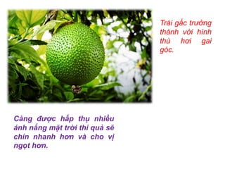 Trái gấc trưởng
thành với hình
thù hơi gai
góc.
Càng được hấp thụ nhiều
ánh nắng mặt trời thì quả sẽ
chín nhanh hơn và cho vị
ngọt hơn.
 