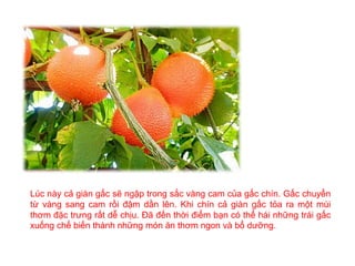 Lúc này cả giàn gấc sẽ ngập trong sắc vàng cam của gấc chín. Gấc chuyển
từ vàng sang cam rồi đậm dần lên. Khi chín cả giàn gấc tỏa ra một mùi
thơm đặc trưng rất dễ chịu. Đã đến thời điểm bạn có thể hái những trái gấc
xuống chế biến thành những món ăn thơm ngon và bổ dưỡng.
 